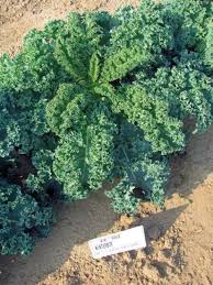 kale-green curly
