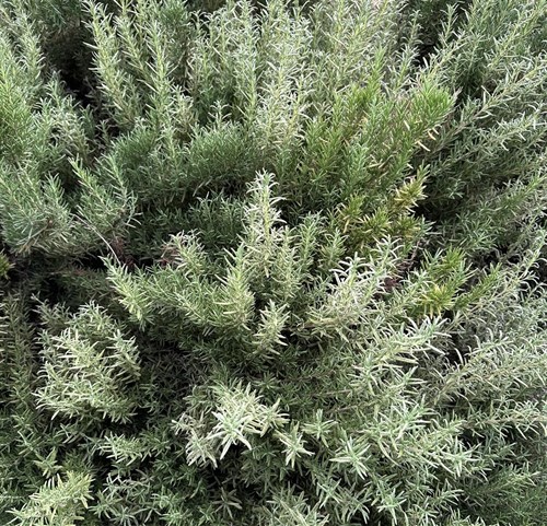 herb, Rosemary